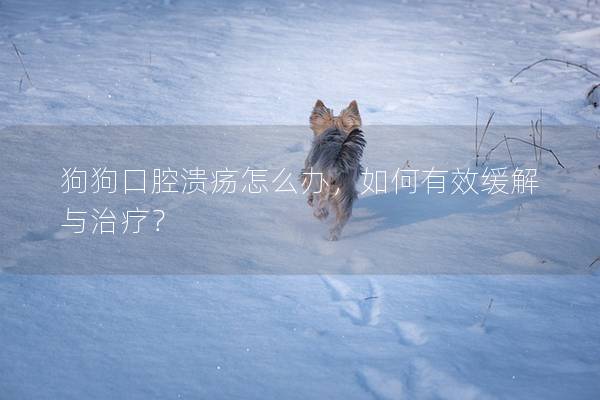 狗狗口腔潰瘍?cè)趺崔k，如何有效緩解與治療？