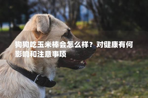 狗狗吃玉米棒會怎么樣？對健康有何影響和注意事項