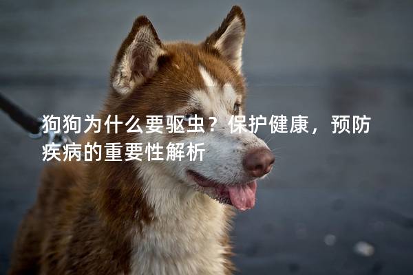 狗狗為什么要驅蟲？保護健康，預防疾病的重要性解析