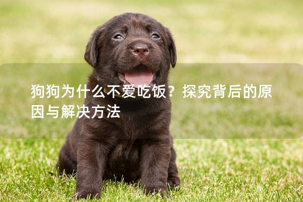 狗狗為什么不愛吃飯？探究背后的原因與解決方法