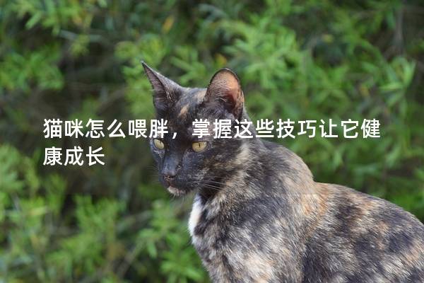 貓咪怎么喂胖，掌握這些技巧讓它健康成長(zhǎng)