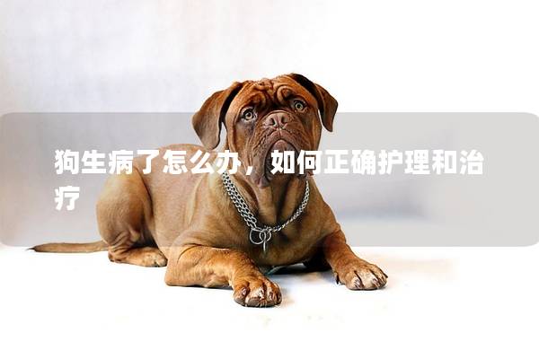 狗生病了怎么辦，如何正確護理和治療