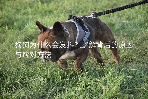 狗狗為什么會發(fā)抖？了解背后的原因與應(yīng)對方法