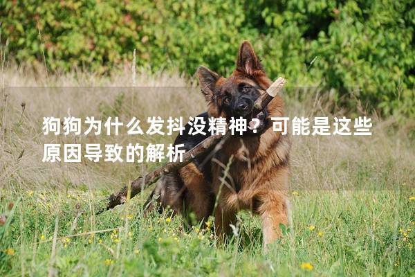 狗狗為什么發抖沒精神？可能是這些原因導致的解析