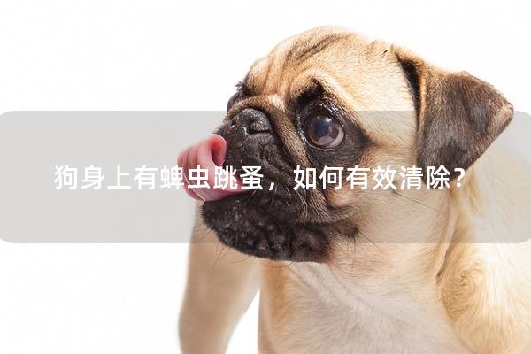 狗身上有蜱蟲跳蚤，如何有效清除？