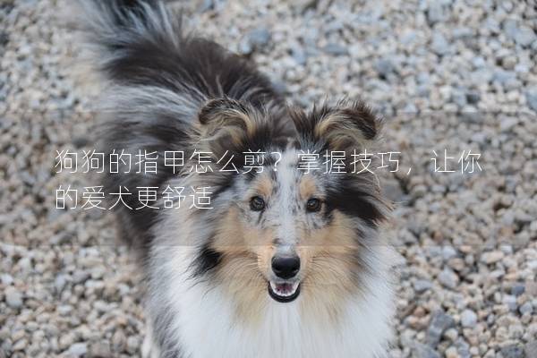 狗狗的指甲怎么剪?掌握技巧,讓你的愛犬更舒適 狗狗的指甲怎么剪?掌握技巧,讓你的愛犬更舒適