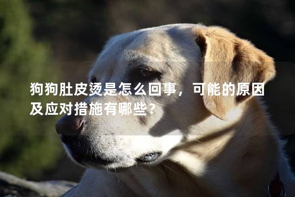 狗狗肚皮燙是怎么回事，可能的原因及應對措施有哪些？