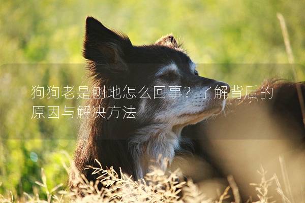 狗狗老是刨地怎么回事？了解背后的原因與解決方法
