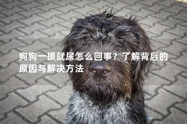 狗狗一摸就尿怎么回事？了解背后的原因與解決方法