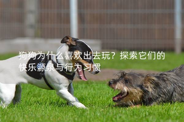 狗狗為什么喜歡出去玩？探索它們的快樂源泉與行為習慣