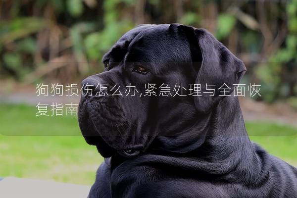 狗狗損傷怎么辦,緊急處理與全面恢復指南