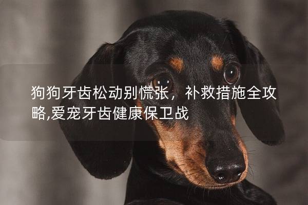 狗狗牙齒松動別慌張，補救措施全攻略,愛寵牙齒健康保衛(wèi)戰(zhàn)