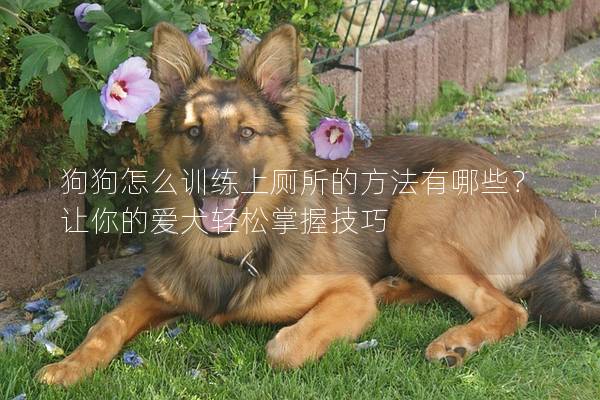 狗狗怎么訓練上廁所的方法有哪些？讓你的愛犬輕松掌握技巧