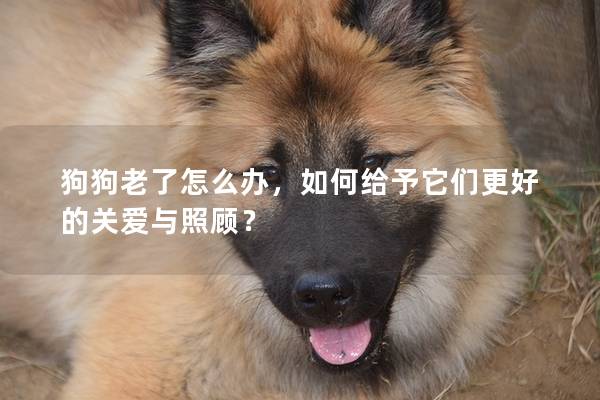 狗狗老了怎么辦，如何給予它們更好的關愛與照顧？
