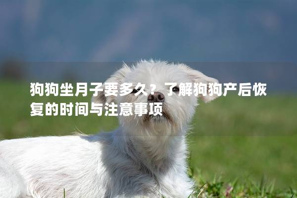 狗狗坐月子要多久？了解狗狗產后恢復的時間與注意事項