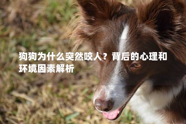 狗狗為什么突然咬人？背后的心理和環境因素解析