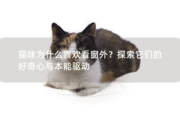 貓咪為什么喜歡看窗外？探索它們的好奇心與本能驅動