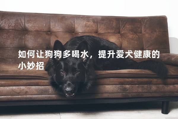如何讓狗狗多喝水，提升愛犬健康的小妙招