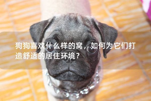 狗狗喜歡什么樣的窩，如何為它們打造舒適的居住環境？
