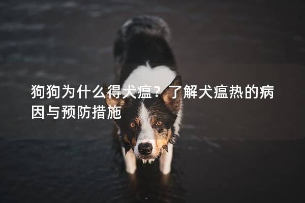 狗狗為什么得犬瘟？了解犬瘟熱的病因與預防措施