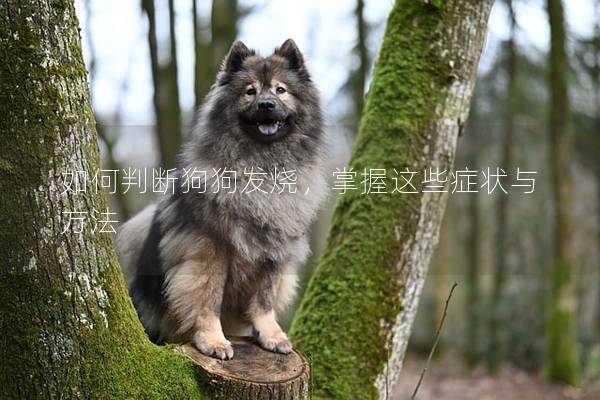 如何判斷狗狗發燒，掌握這些癥狀與方法