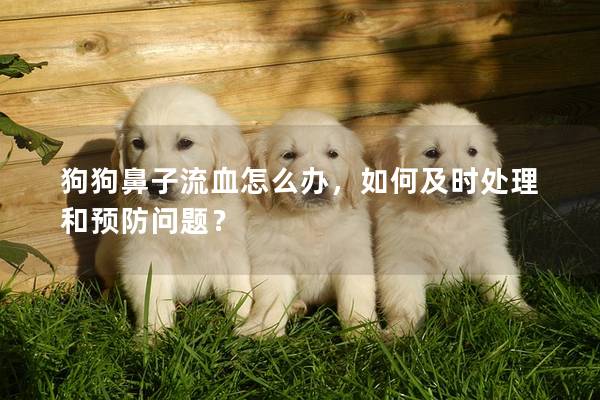 狗狗鼻子流血怎么辦，如何及時處理和預防問題？