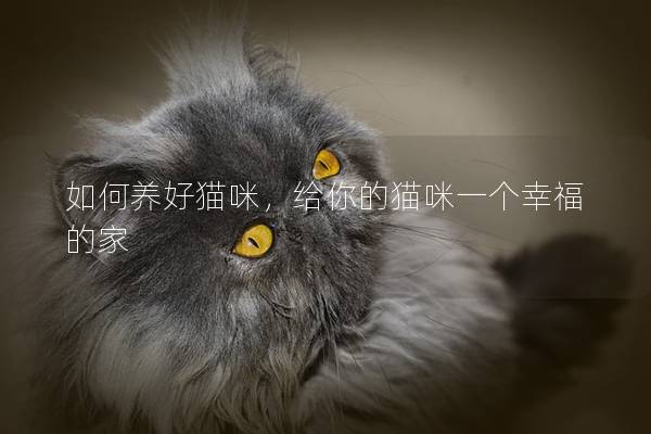 如何養好貓咪,給你的貓咪一個幸福的家 如何養好貓咪,給你的貓咪一個幸福的家