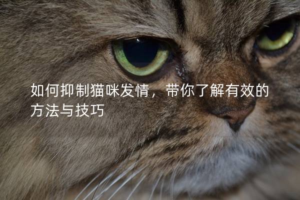 如何抑制貓咪發(fā)情，帶你了解有效的方法與技巧