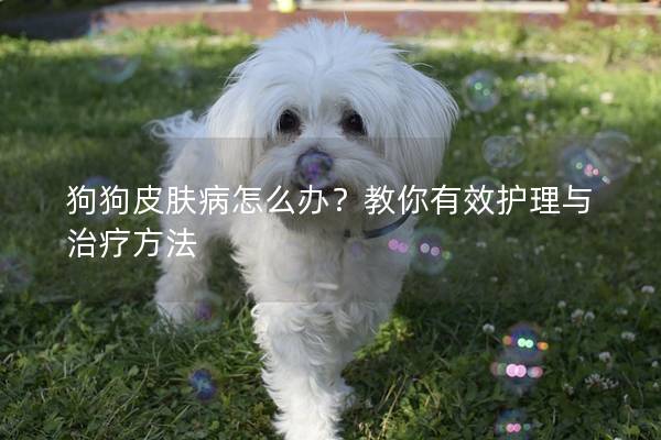 狗狗皮膚病怎么辦？教你有效護(hù)理與治療方法