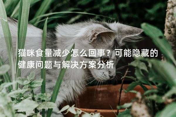 貓咪食量減少怎么回事？可能隱藏的健康問題與解決方案分析