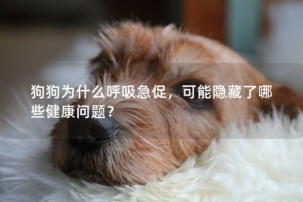 狗狗為什么呼吸急促，可能隱藏了哪些健康問題？