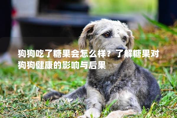 狗狗吃了糖果會怎么樣？了解糖果對狗狗健康的影響與后果