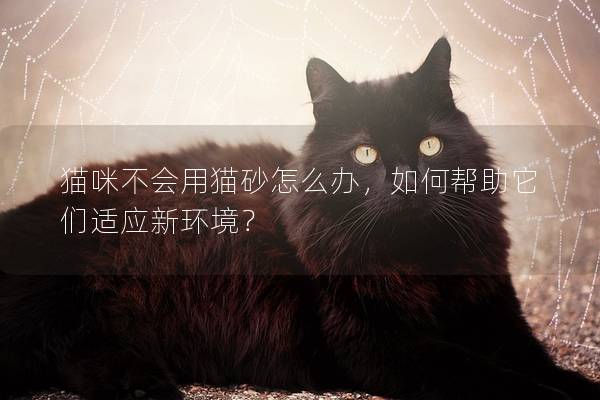 貓咪不會用貓砂怎么辦,如何幫助它們適應新環境? 貓咪不會用貓砂怎么辦,如何幫助它們適應新環境?