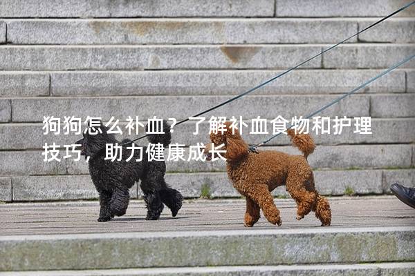 狗狗怎么補血？了解補血食物和護理技巧，助力健康成長