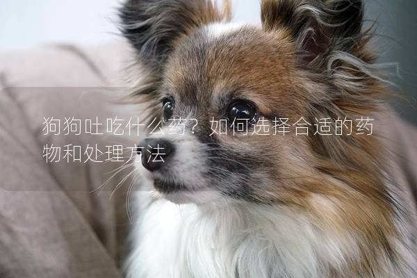 狗狗吐吃什么藥？如何選擇合適的藥物和處理方法