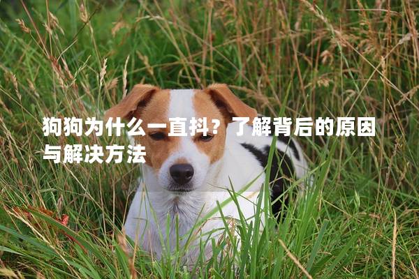 狗狗為什么一直抖？了解背后的原因與解決方法