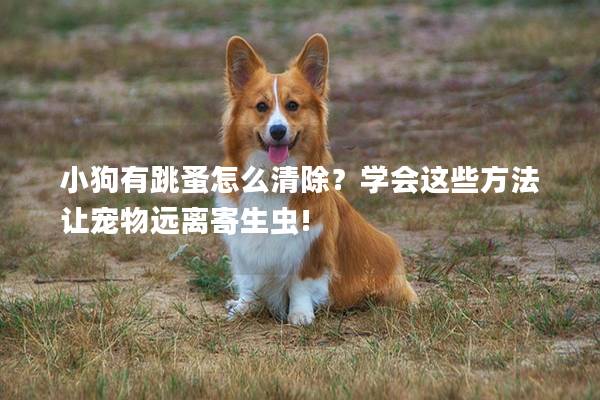 小狗有跳蚤怎么清除？學會這些方法讓寵物遠離寄生蟲!