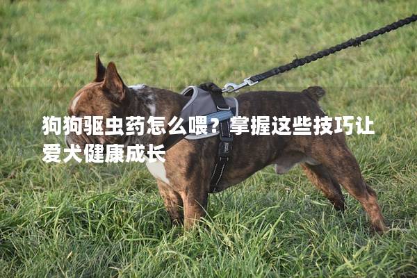 狗狗驅蟲藥怎么喂？掌握這些技巧讓愛犬健康成長