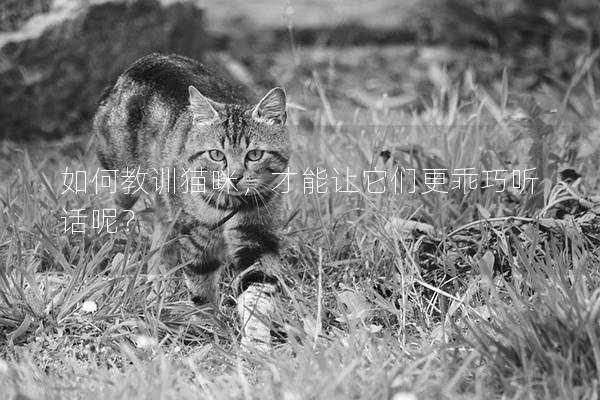 如何教訓(xùn)貓咪，才能讓它們更乖巧聽話呢？