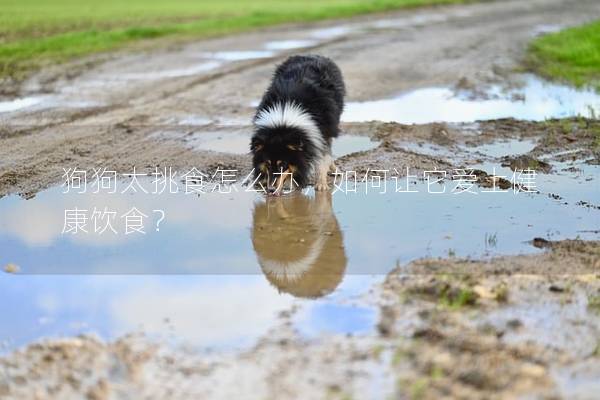 狗狗太挑食怎么辦，如何讓它愛上健康飲食？