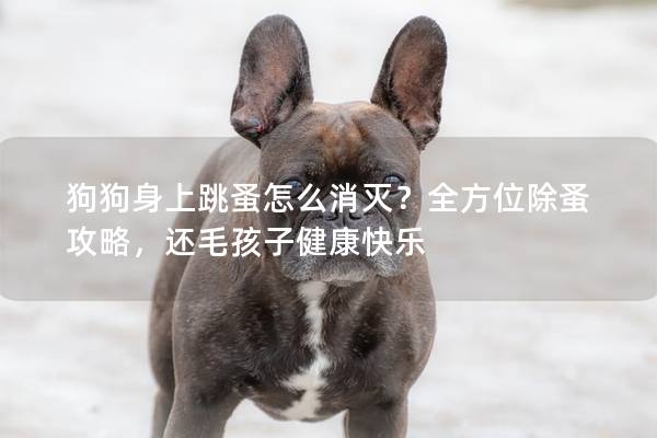 狗狗身上跳蚤怎么消滅？全方位除蚤攻略，還毛孩子健康快樂