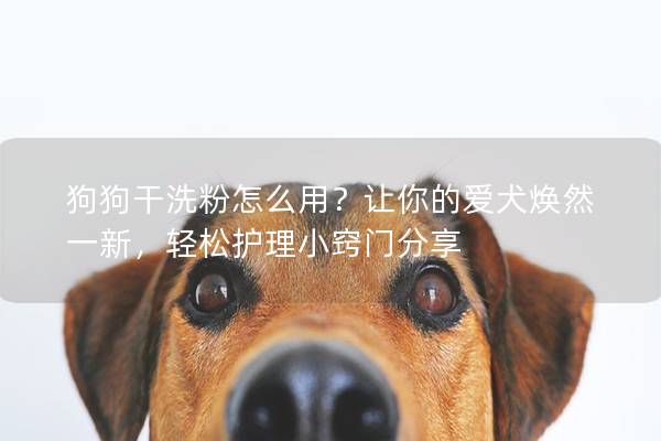狗狗干洗粉怎么用？讓你的愛犬煥然一新，輕松護理小竅門分享