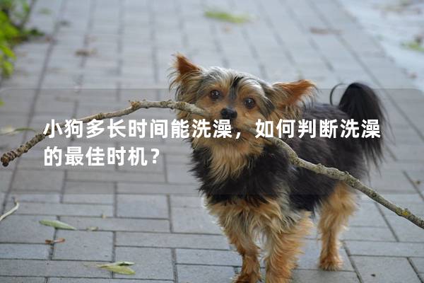 小狗多長時間能洗澡，如何判斷洗澡的最佳時機？