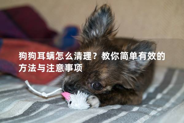 狗狗耳螨怎么清理？教你簡單有效的方法與注意事項