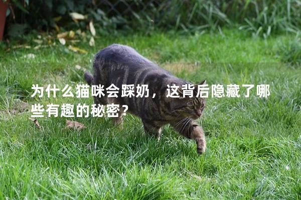 為什么貓咪會踩奶，這背后隱藏了哪些有趣的秘密？