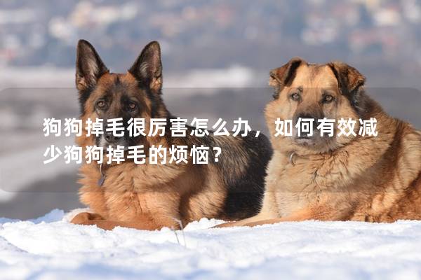 狗狗掉毛很厲害怎么辦，如何有效減少狗狗掉毛的煩惱？