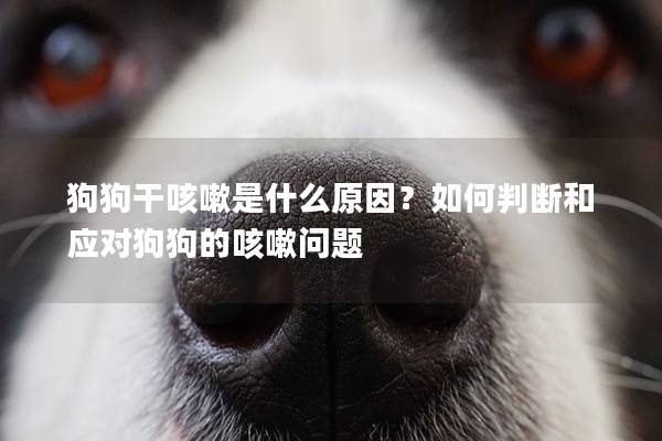 狗狗干咳嗽是什么原因？如何判斷和應(yīng)對(duì)狗狗的咳嗽問題