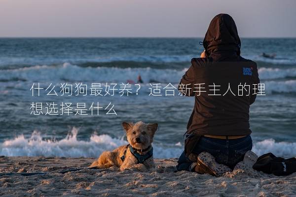什么狗狗最好養？適合新手主人的理想選擇是什么