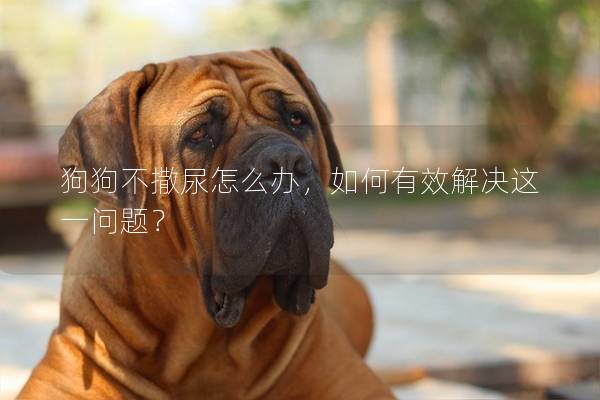 狗狗不撒尿怎么辦，如何有效解決這一問題？