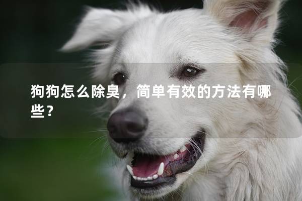 狗狗怎么除臭，簡單有效的方法有哪些？